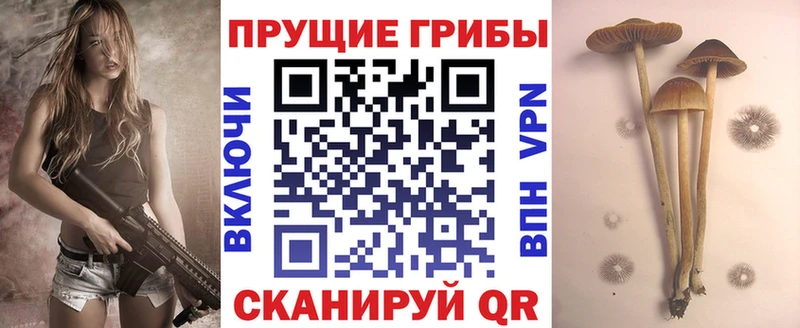 Псилоцибиновые грибы Cubensis Углич